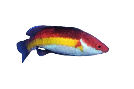 Naoko's Fairy Wrasse (Labre de Naoko) - Mâle