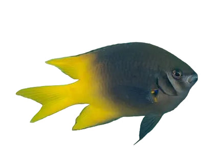 Black and Gold Chromis (Demoiselle noire et jaune) - Adulte