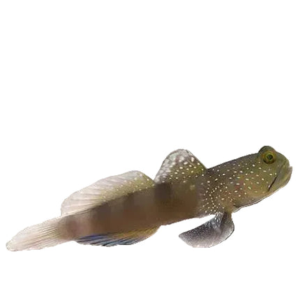 Spotted Watchman Goby (Gobie soufre)