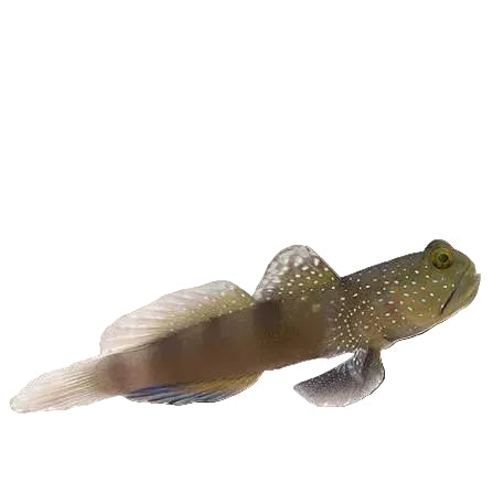 Spotted Watchman Goby (Gobie soufre)