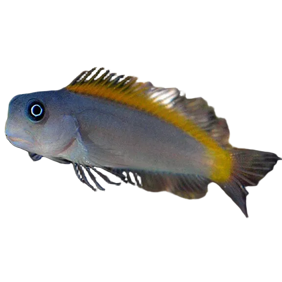 Blue and Gold Blenny (Blennie à tête bleue)