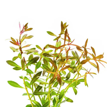 Ready to Grow Ludwigia arcuata