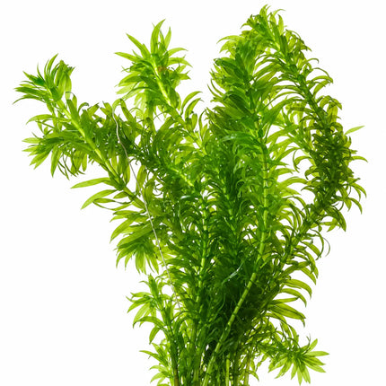 Elodea Densa