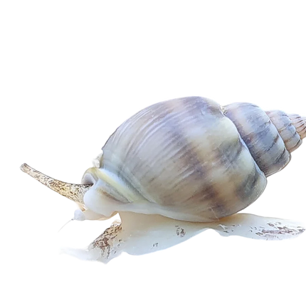 Nassarius Tonga