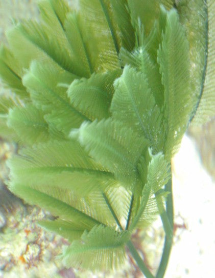 Palm Tree Caulerpa