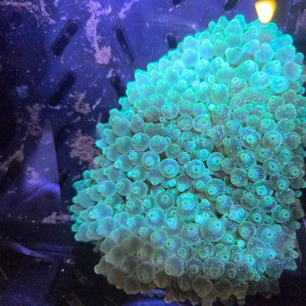 WYSIWYG Bubble Tip Anemone