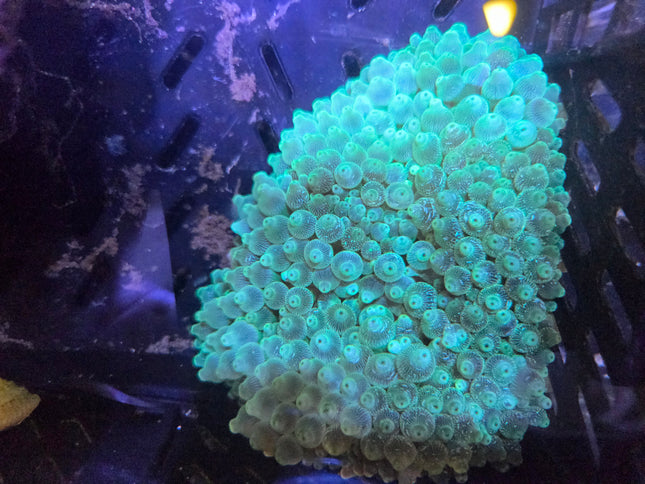 WYSIWYG Bubble Tip Anemone