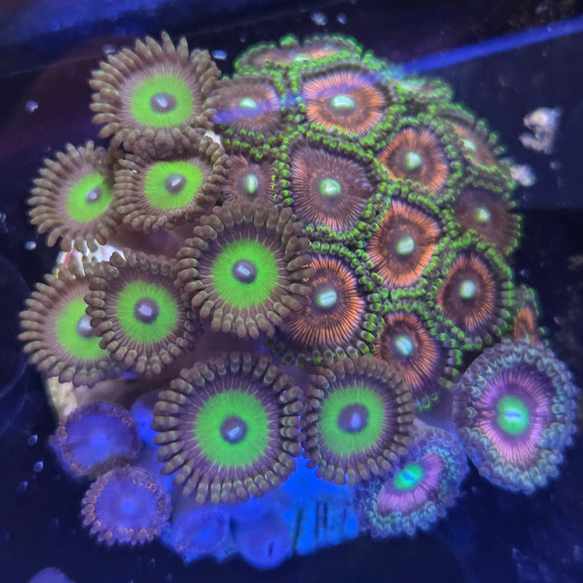 WYSIWYG Îlot Zoanthides 9