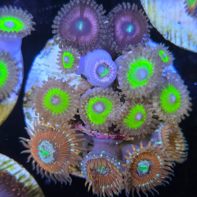 WYSIWYG Îlot Zoanthides 2