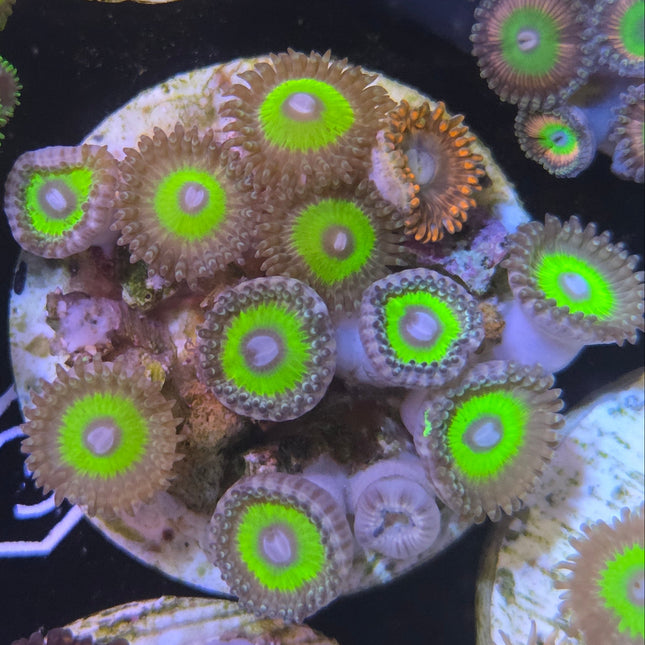 WYSIWYG Îlot Zoanthides 6