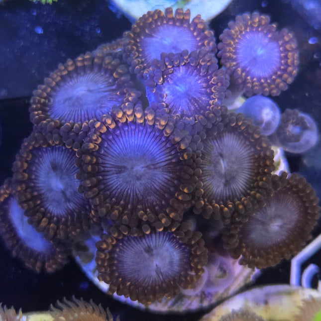 WYSIWYG Îlot Zoanthides 10