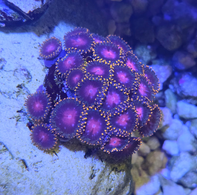 KH Sunburst Zoa Frag