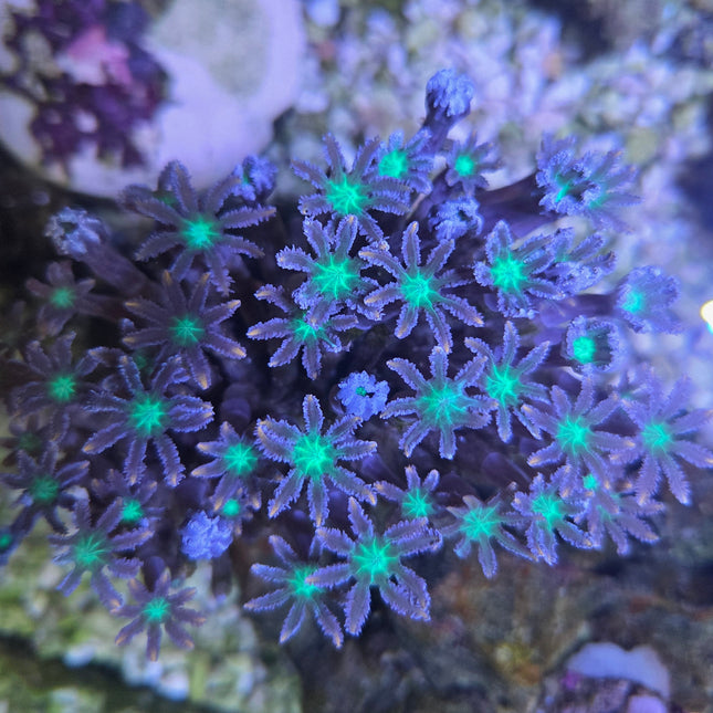 WYSIWYG Clove Polyps
