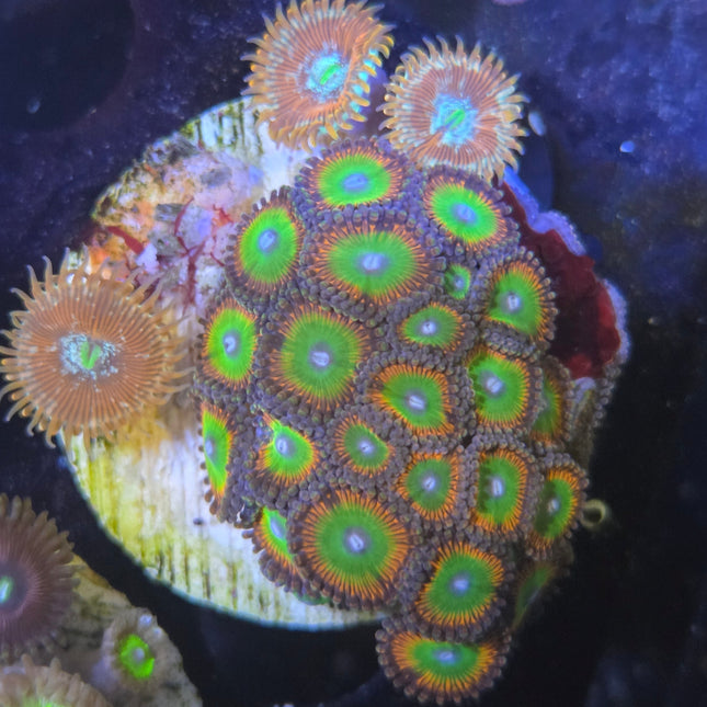 WYSIWYG Îlot Zoanthides 3