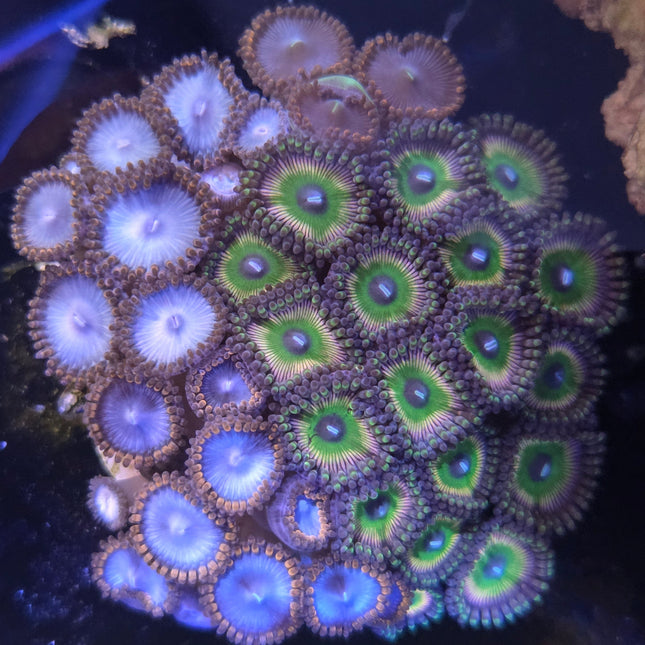 WYSIWYG Îlot Zoanthides 8