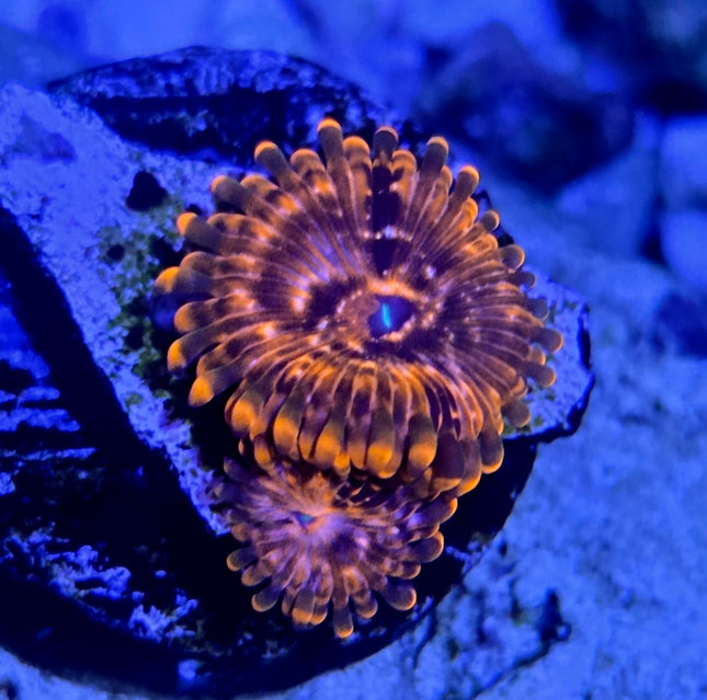 Utter Chaos Zoa Frag