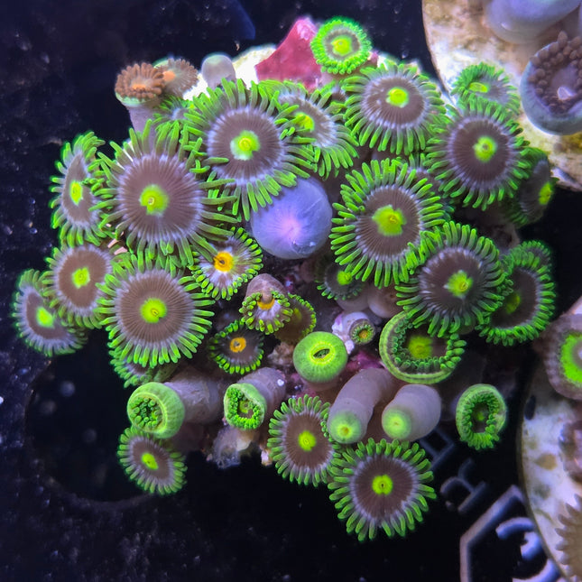 WYSIWYG Îlot Zoanthids 1