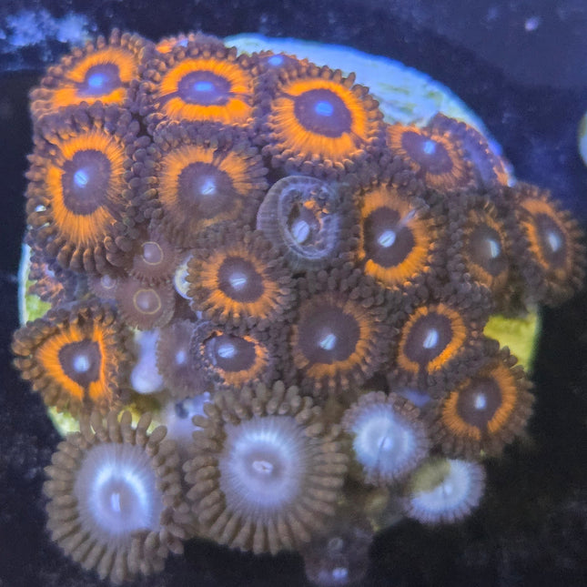 WYSIWYG Îlot Zoanthides 4