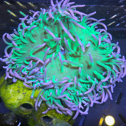 WYSIWYG Ultra Green Long Tentacles Anemone
