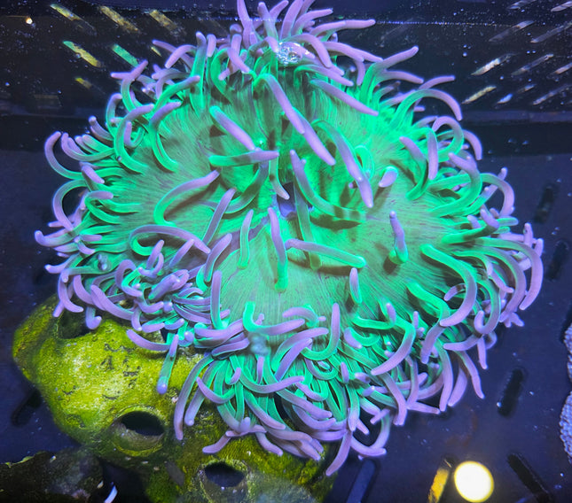 WYSIWYG Ultra Green Long Tentacles Anemone