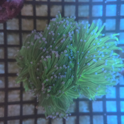 WYSIWYG Colonie Torche 01