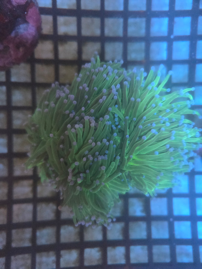 WYSIWYG Colonie Torche 01