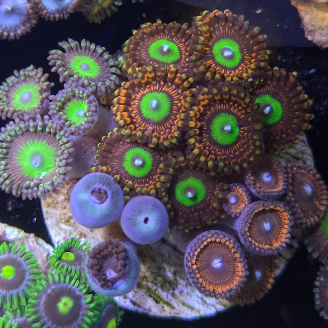 WYSIWYG Îlot Zoanthides 7