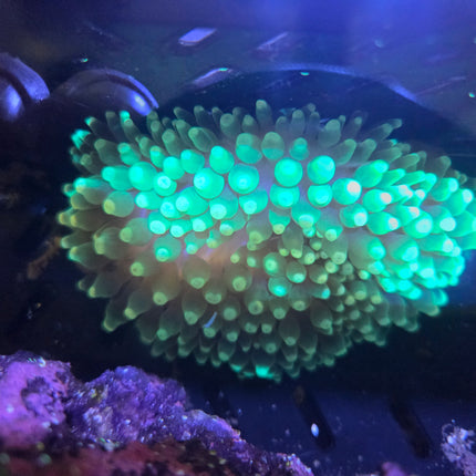 Green White Tip BTA