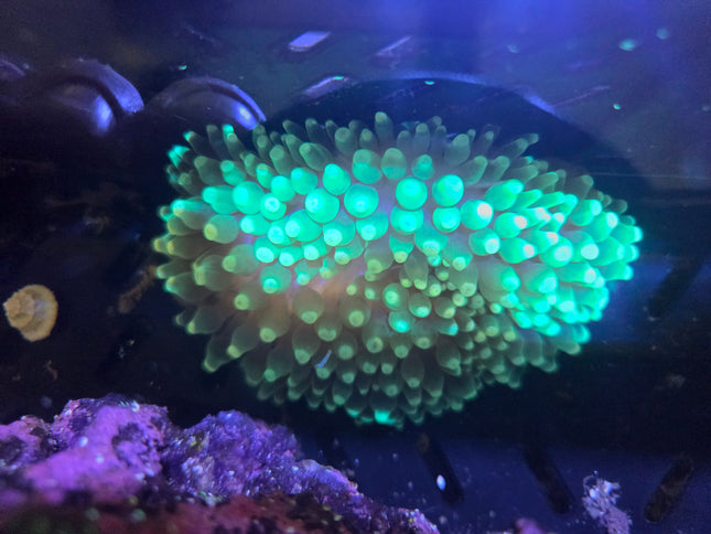 Green White Tip BTA
