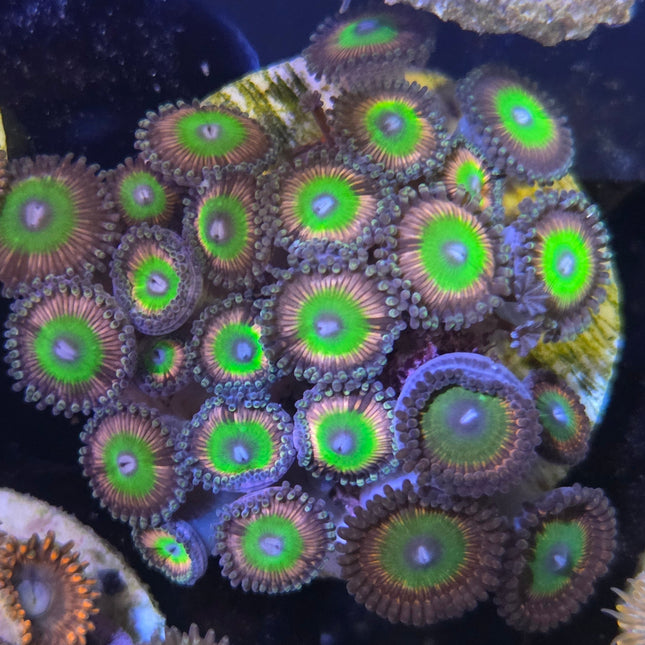 WYSIWYG Îlot Zoanthides 5