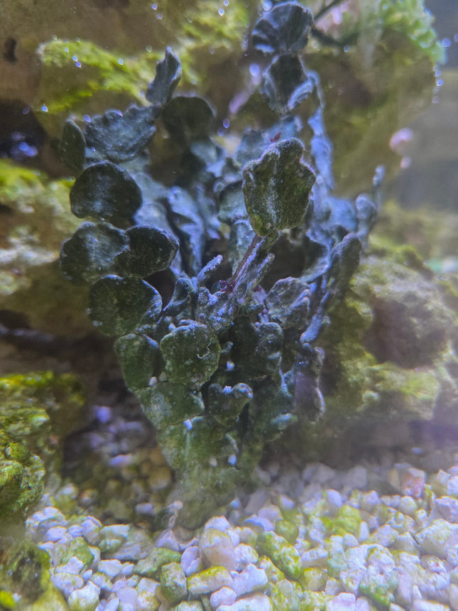 Halimeda Avec Racines