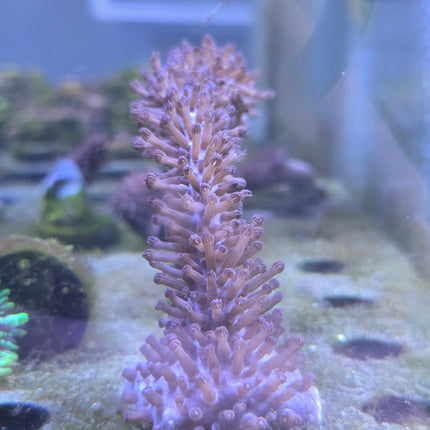Whispy Purple Gorgonian Photosynethic