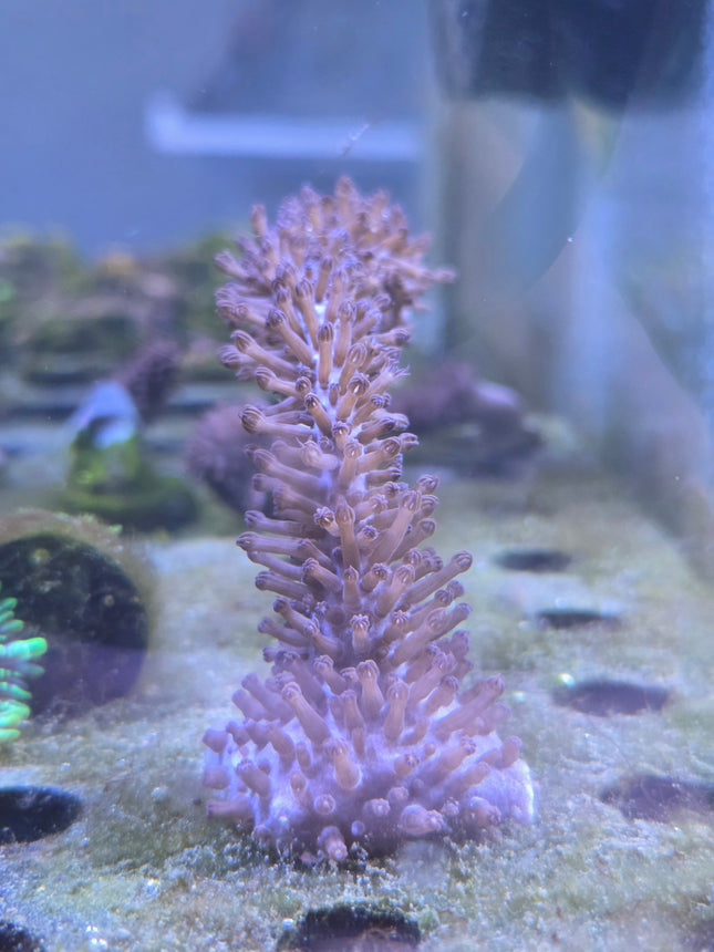 Whispy Purple Gorgonian Photosynethic