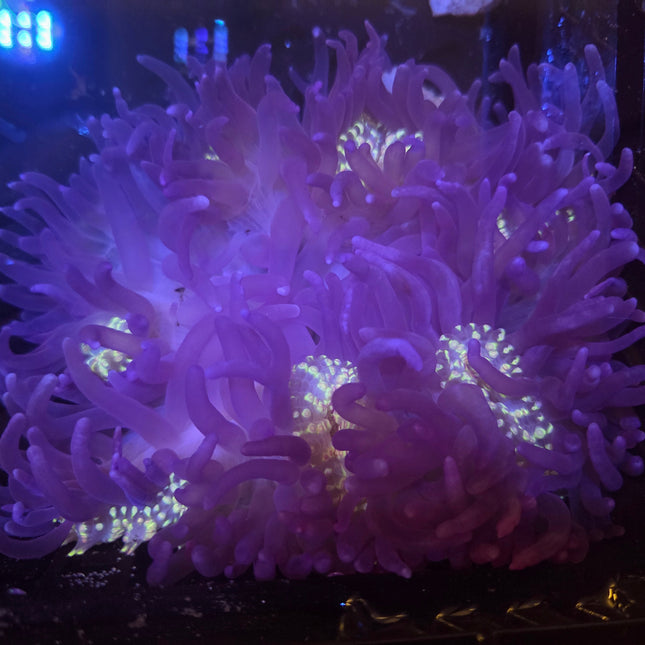 Purple Long Tentacles Anemone