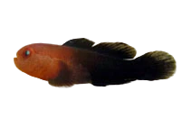 Redhead Coral Goby (Gobiodon à tête rouge)
