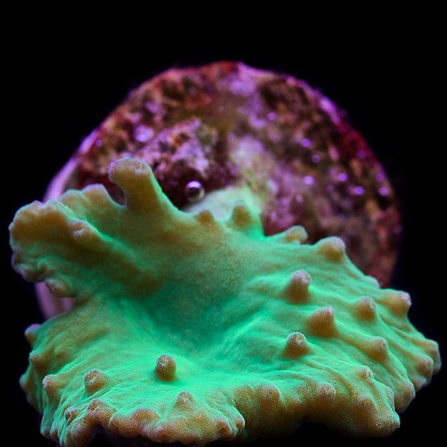 Green Cabbage Coral